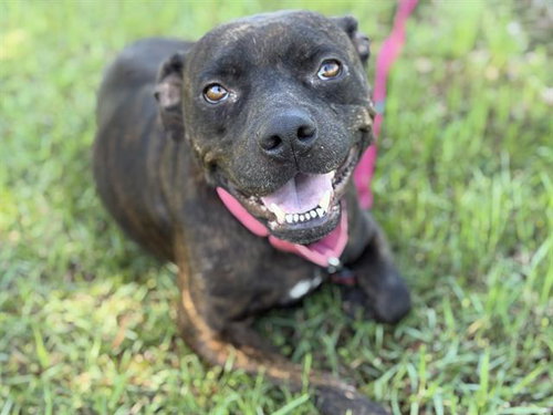 KRISTI, an adoptable American Bulldog in Tallahassee, FL
