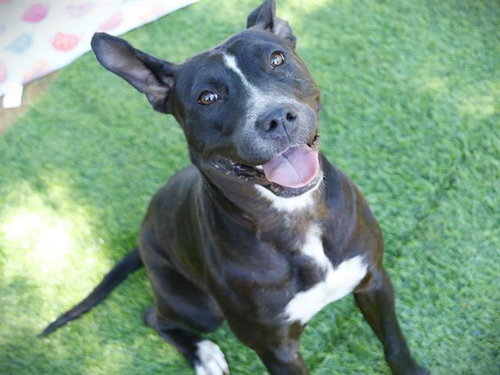 RUMEYSA, an adoptable American Pit Bull Terrier in Tallahassee, FL