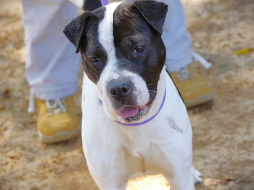 RUBY, an adoptable Staffordshire Bull Terrier in Tallahassee, FL