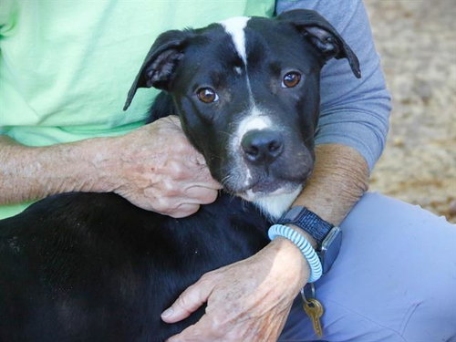 DIA, an adoptable Staffordshire Bull Terrier in Tallahassee, FL