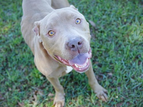 BEAR, an adoptable American Staffordshire Terrier in Tallahassee, FL