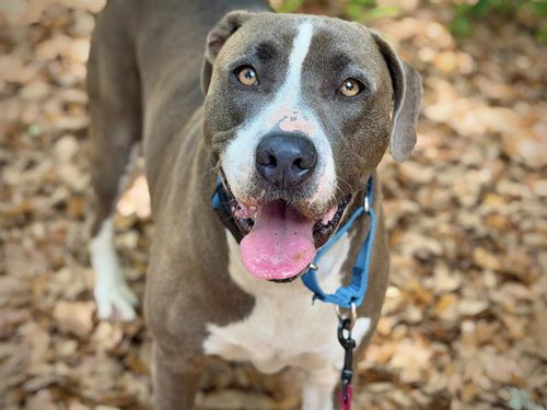 MOLY, an adoptable Husky in Tallahassee, FL