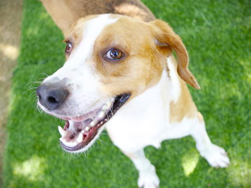 WIGGLES, an adoptable Treeing Walker Coonhound in Tallahassee, FL