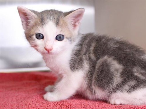STARLIGHT, an adoptable Domestic Medium Hair in Tallahassee, FL