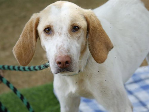 MIRANDA, an adoptable Treeing Walker Coonhound in Tallahassee, FL