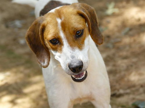 KACEY, an adoptable Treeing Walker Coonhound in Tallahassee, FL