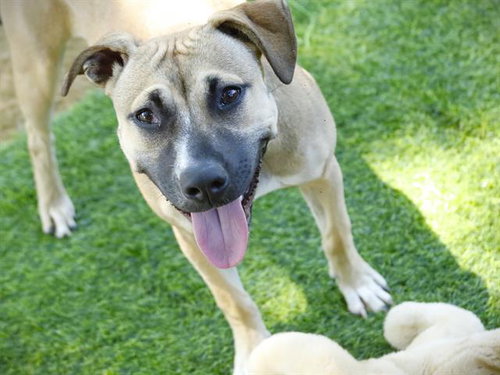 SOPHIE, an adoptable Black Mouth Cur in Tallahassee, FL