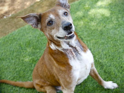 LOLA, an adoptable Jack Russell Terrier in Tallahassee, FL