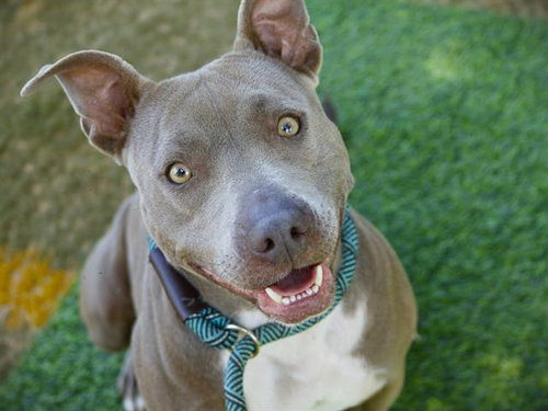 FATE, an adoptable American Staffordshire Terrier in Tallahassee, FL