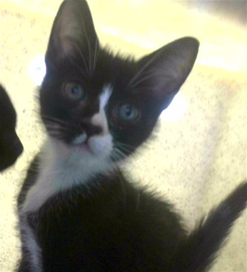 MY, an adoptable Domestic Short Hair in Tallahassee, FL