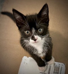 ELLA, an adoptable Domestic Short Hair in Tallahassee, FL