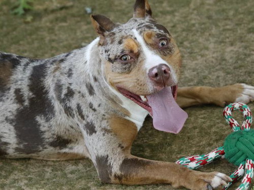 FRECKLES, an adoptable Staffordshire Bull Terrier in Tallahassee, FL