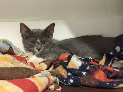 JALAPENO-BARN, an adoptable Domestic Short Hair in Tallahassee, FL