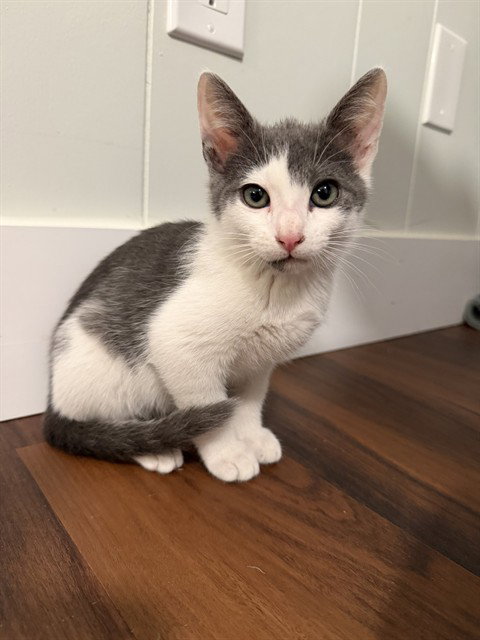 PEPPER-BARN, an adoptable Domestic Short Hair in Tallahassee, FL