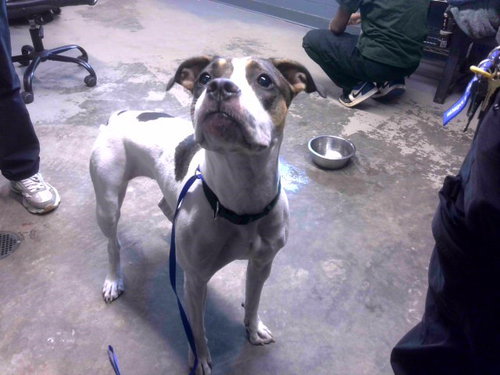 JESS, an adoptable American Staffordshire Terrier in Tallahassee, FL