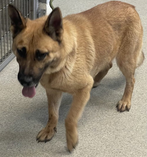PRINCESS, an adoptable German Shepherd Dog in Tallahassee, FL
