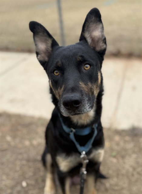 TRUE, an adoptable German Shepherd Dog in Tallahassee, FL
