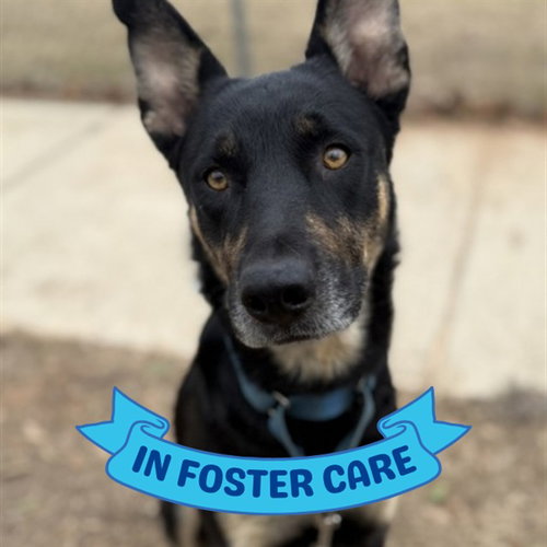 TRUE, an adoptable German Shepherd Dog in Tallahassee, FL