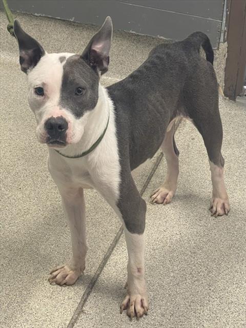 ZACK, an adoptable American Staffordshire Terrier in Tallahassee, FL