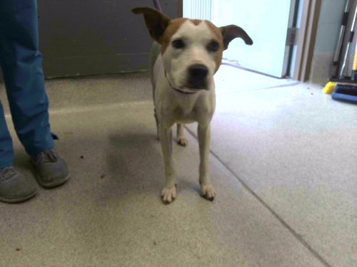 ALICE, an adoptable American Pit Bull Terrier in Tallahassee, FL