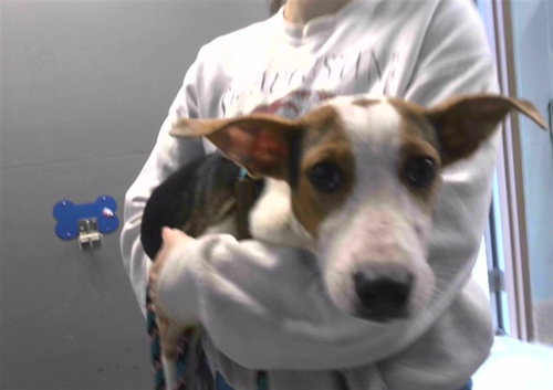 BRUNO, an adoptable American Pit Bull Terrier in Tallahassee, FL