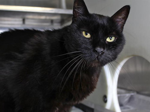 BEAR, an adoptable Domestic Short Hair in Tallahassee, FL