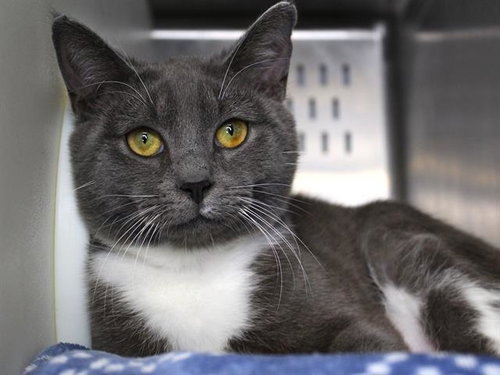 ELI, an adoptable Domestic Short Hair in Tallahassee, FL