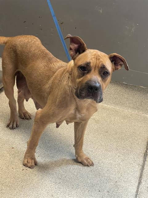 DIAMOND, an adoptable American Pit Bull Terrier in Tallahassee, FL