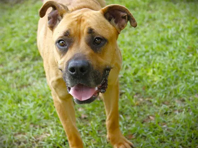 Lemon - Black Mouth Cur