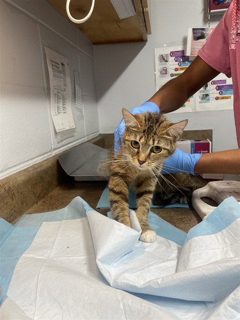 RUMPEL, an adoptable Domestic Short Hair in Tallahassee, FL