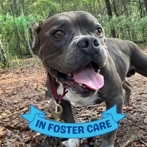 DUDLEY, an adoptable American Staffordshire Terrier in Tallahassee, FL