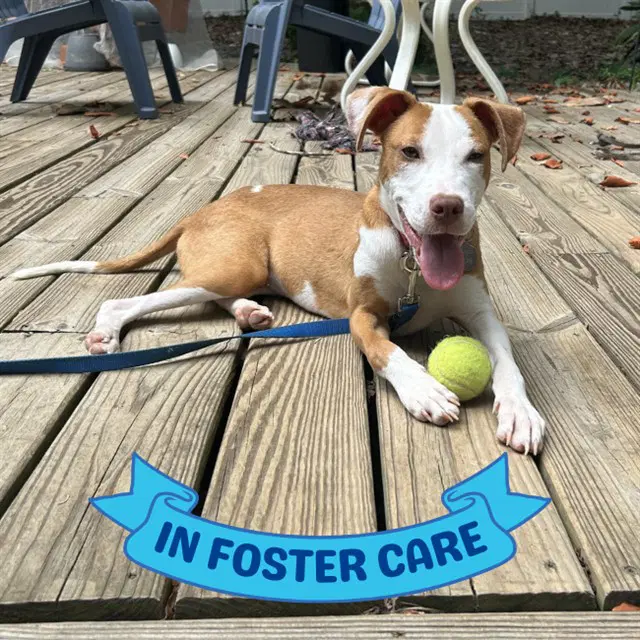 Panini - American Pit Bull Terrier