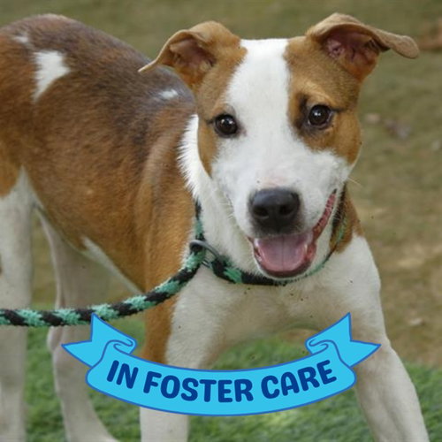 BUZZ LIGHTYEAR, an adoptable Treeing Walker Coonhound in Tallahassee, FL