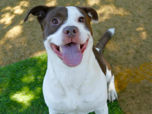 RJ, an adoptable Staffordshire Bull Terrier in Tallahassee, FL
