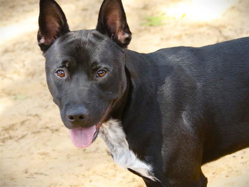 JACK, an adoptable Australian Cattle Dog in Tallahassee, FL
