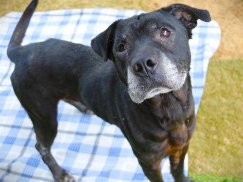 RILEY, an adoptable American Staffordshire Terrier in Tallahassee, FL