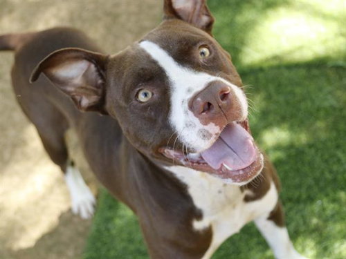 SAM, an adoptable Staffordshire Bull Terrier in Tallahassee, FL