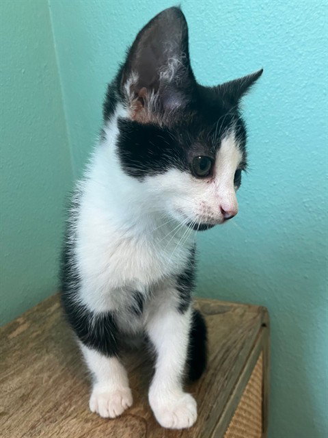 JASPER, a cat for adoption from Tallahassee-Leon Community Animal Service Center