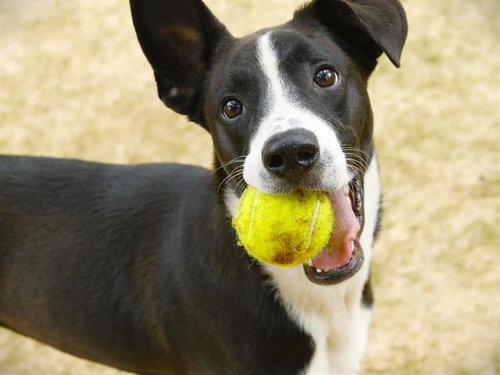 FIZZ, an adoptable Border Collie in Tallahassee, FL