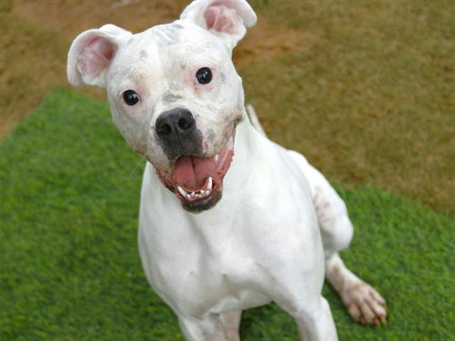 PIE, an adoptable Boxer in Tallahassee, FL