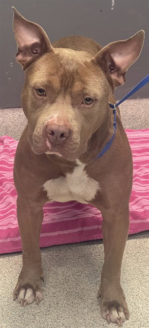 TONKA