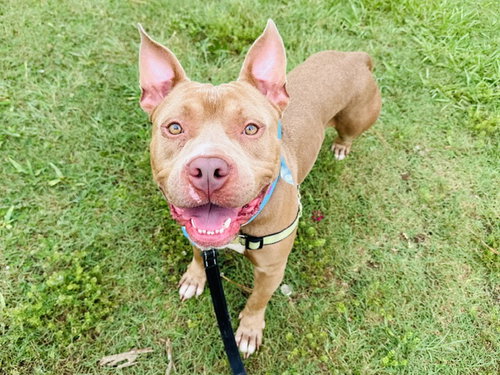 TONKA, an adoptable American Staffordshire Terrier in Tallahassee, FL