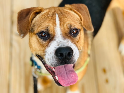 FRANK, an adoptable Boxer in Tallahassee, FL