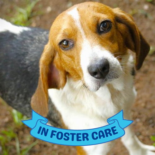 LULU, an adoptable Treeing Walker Coonhound in Tallahassee, FL