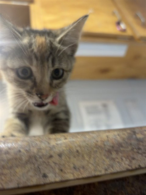 KIT
