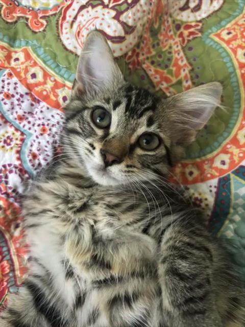SWEET PEA, an adoptable Domestic Medium Hair in Tallahassee, FL
