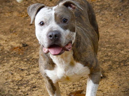 BAKER, an adoptable American Staffordshire Terrier in Tallahassee, FL