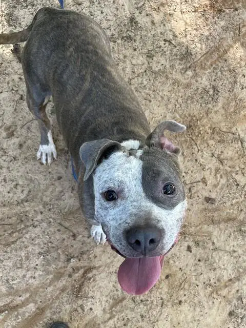 Baker - American Staffordshire Terrier