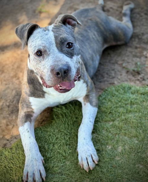 Baker, American Staffordshire Terrier (medium coat)