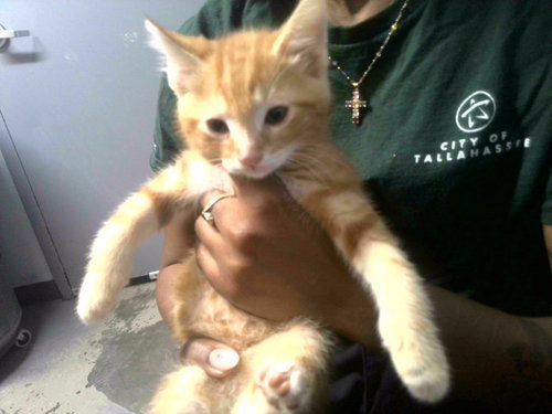 CHEECH